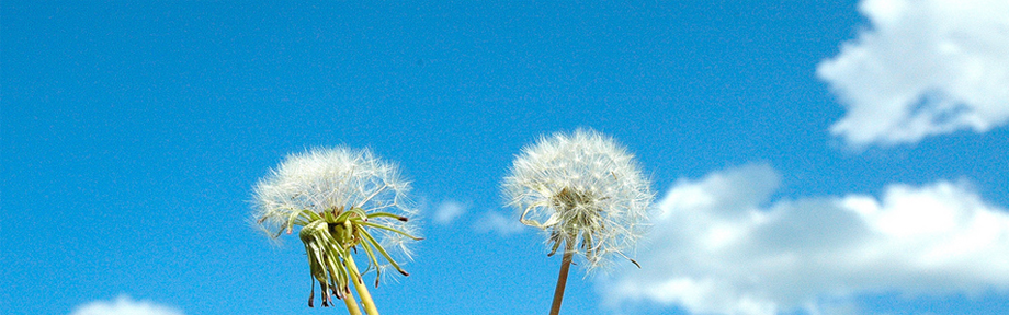 dandelion